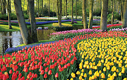 Keukenhof