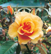 Rose by Suzanne Parker