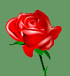 Rose icon